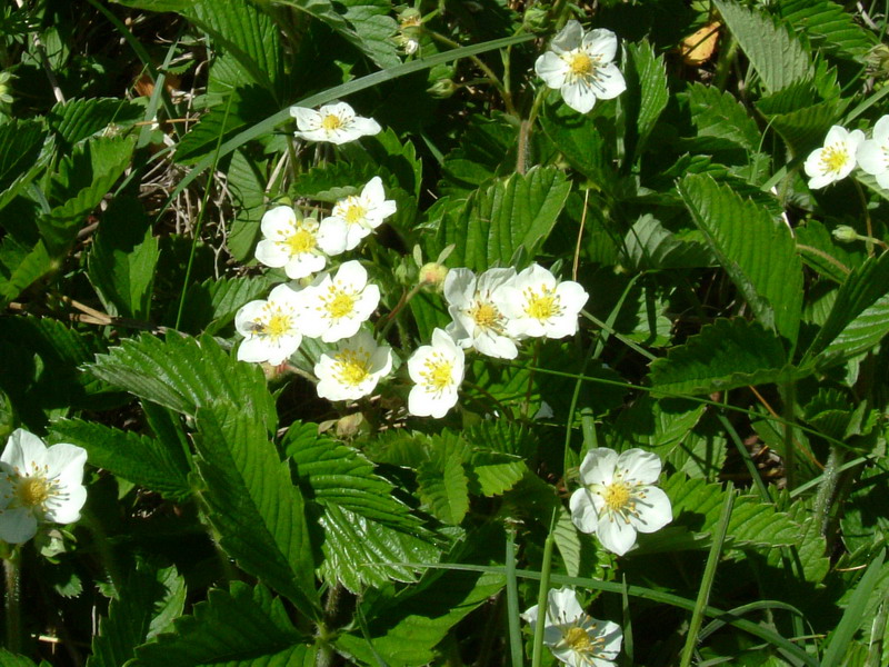 Fragaria vesca - fragola